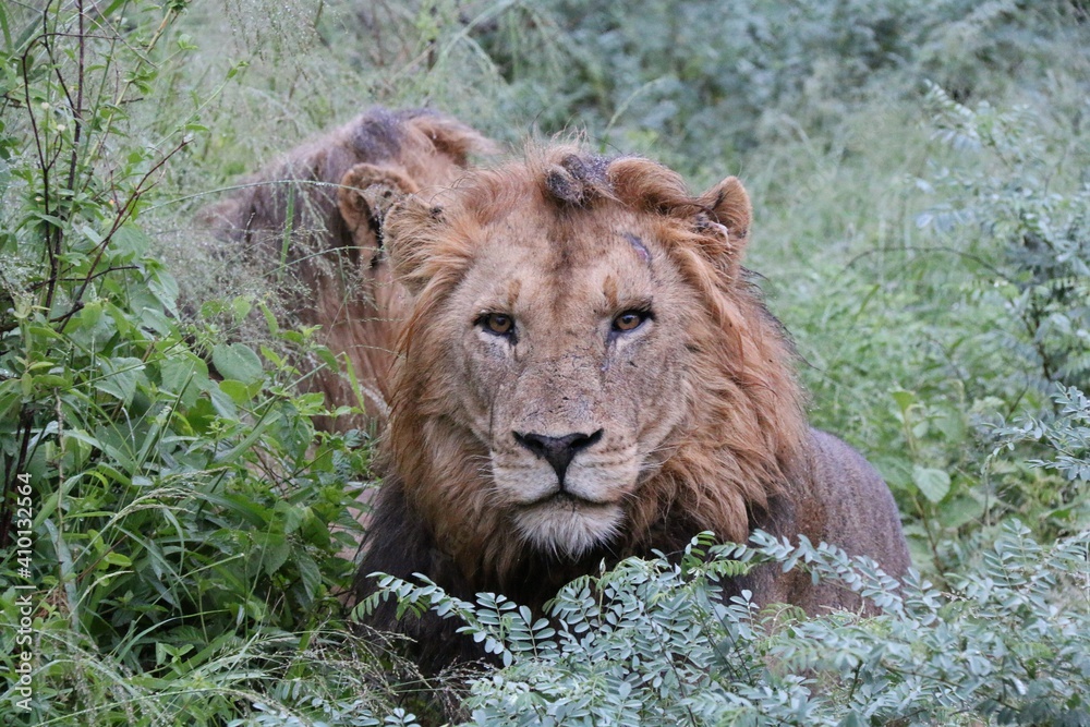 Lion in the bushes Lion in the bushes