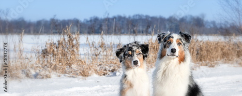 Zwei Hunde sitzen in verschneiter Landschaft in der Sonne mit blauen Himmel