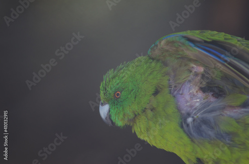 Antipodes parakeet Cyanoramphus unicolor stretching. In captive conditions. Te Anau Bird Sanctuary. Te Anau. Southland. South Island. New Zealand. photo