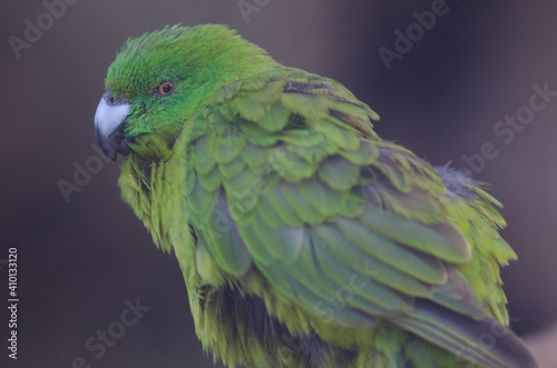 Antipodes parakeet Cyanoramphus unicolor. In captive conditions. Te Anau Bird Sanctuary. Te Anau. Southland. South Island. New Zealand. photo