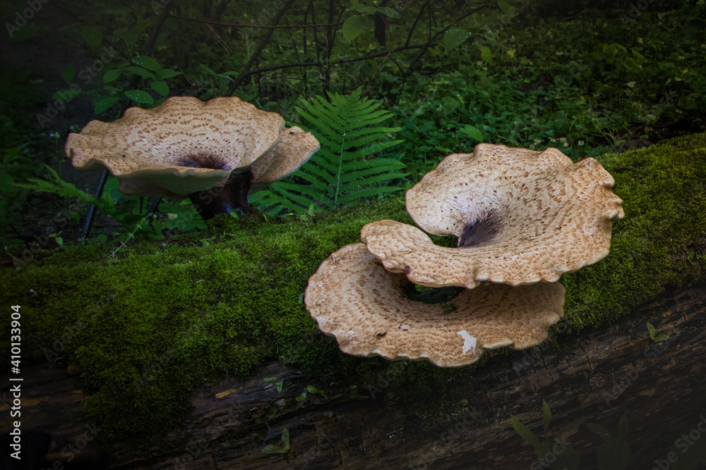 Tree mushrooms on a moss-covered fallen tree Tree mushrooms on a moss-covered fallen tree