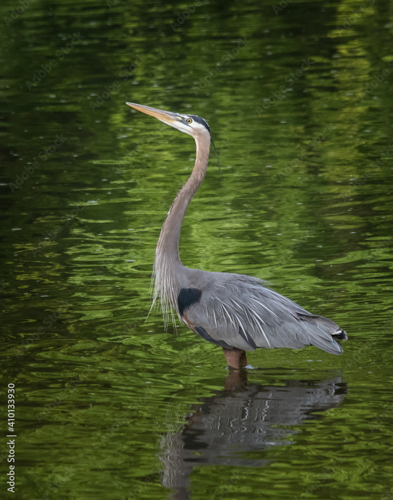 Naklejka premium Great Blue Heron standing knee-deep in a Pennsylvania stream