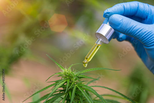 Hand holding Pipette with cannabis oil against Cannabis plant. CBD oil hemp products, Medicinal marijuana with extract oil in a bottle. Medical marijuana concept