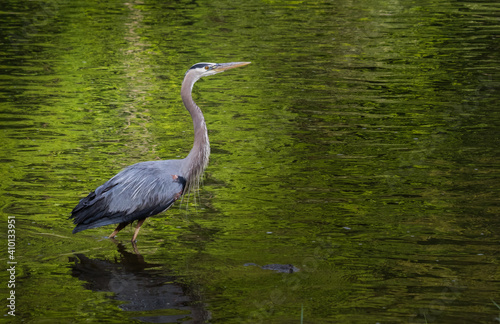 A great blue heron stalks prey in a Pennsylvania creek