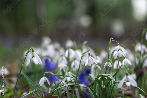 First snowdrops in the forest.