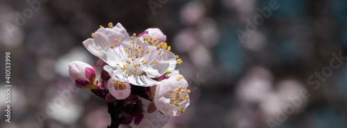Spring flowers of apricot tree on the branches.