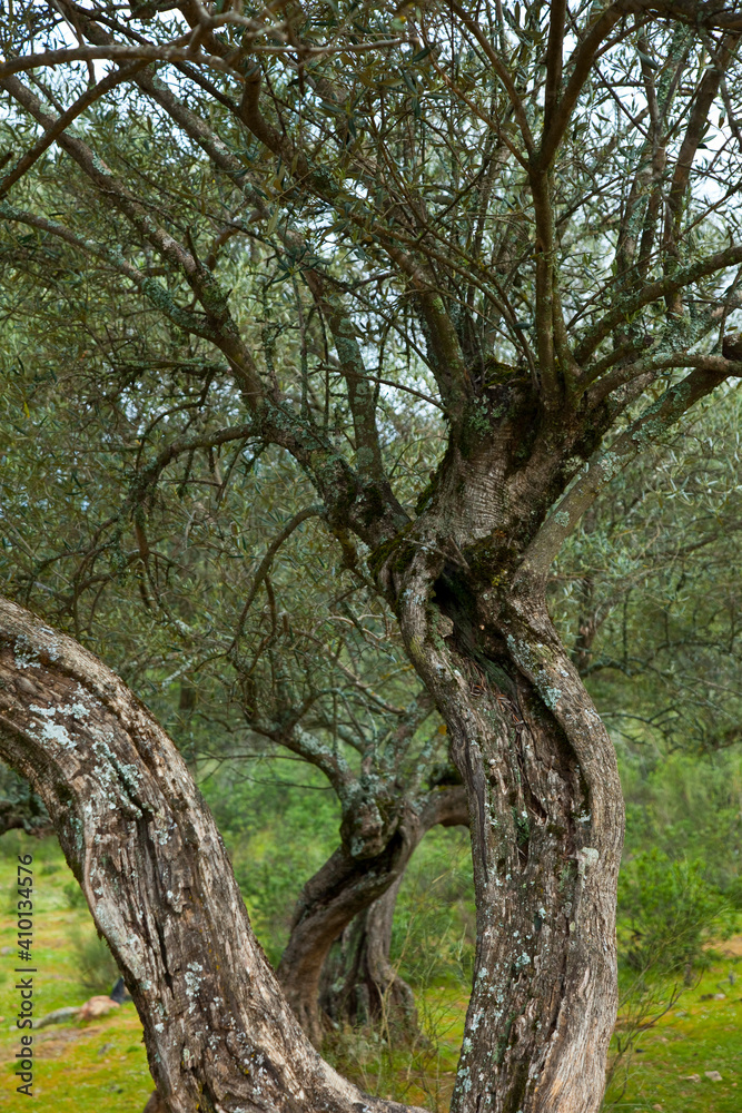 Olivar, Parque Natural Sierra de Andújar, Jaen, Andalucía, España Olivar, Parque Natural Sierra de Andújar, Jaen, Andalucía, España
