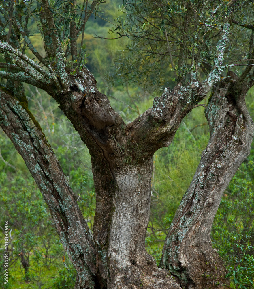 Olivar, Parque Natural Sierra de Andújar, Jaen, Andalucía, España Olivar, Parque Natural Sierra de Andújar, Jaen, Andalucía, España