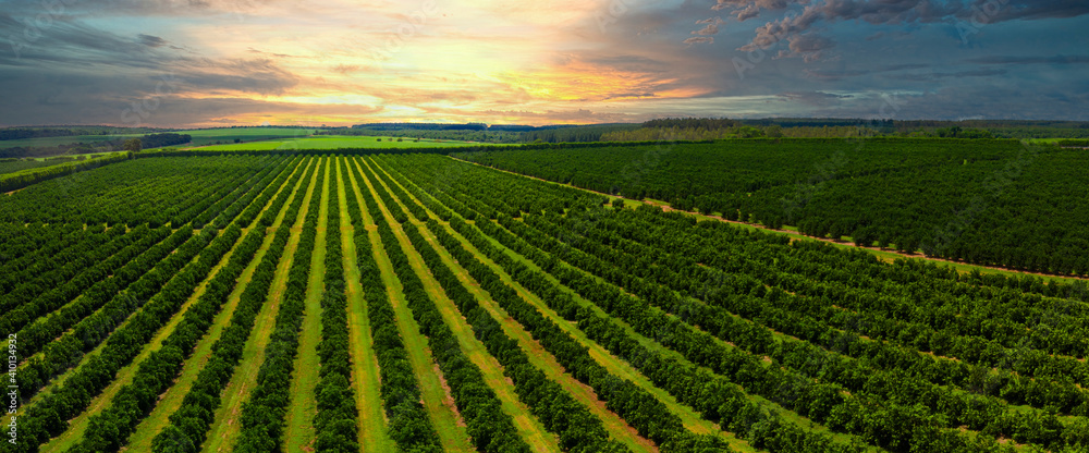 Aerial views over top of rows of orange trees in plantation in sunset. - obrazy, fototapety, plakaty 