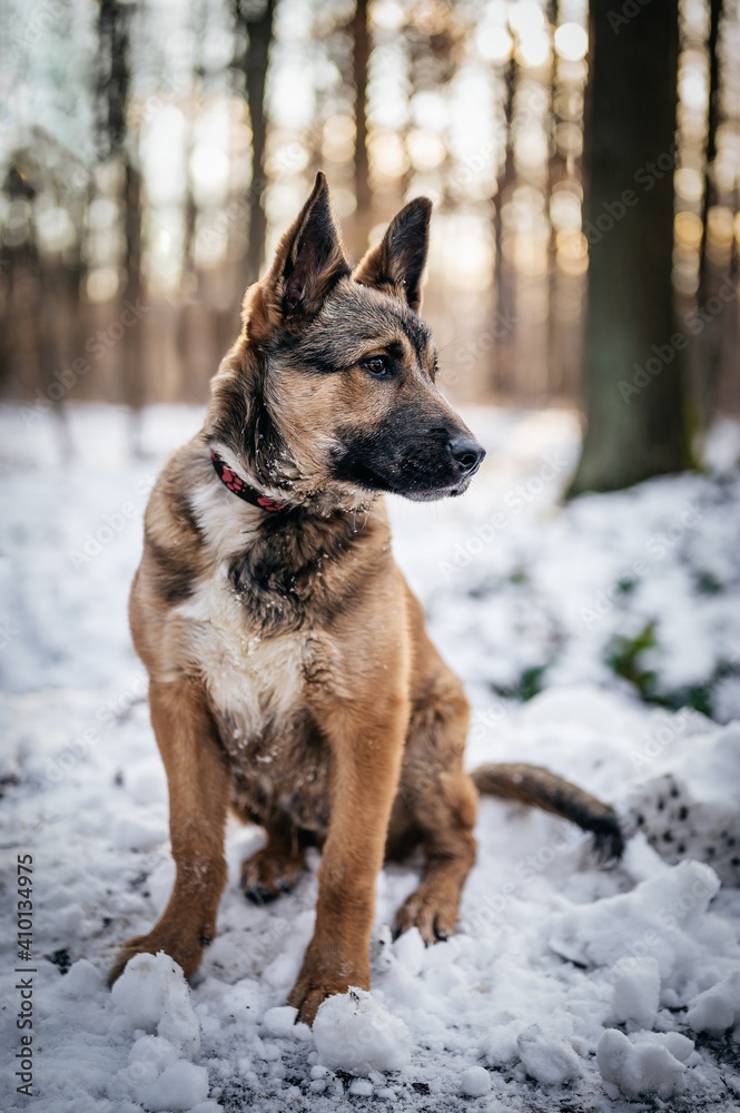 Crossbreed Belgian Shepherd Malinois