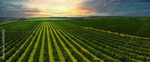 Aerial views over top of rows of orange trees in plantation in sunset.