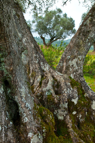 Olivar, Parque Natural Sierra de Andújar, Jaen, Andalucía, España