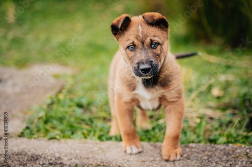 Crossbreed Belgian Shepherd Malinois