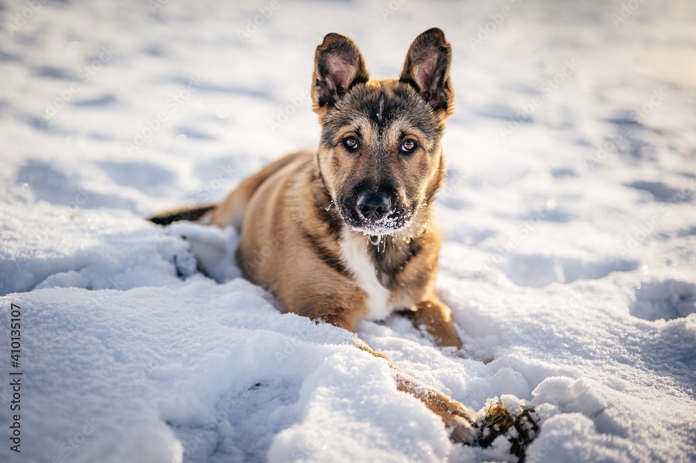 Crossbreed Belgian Shepherd Malinois Crossbreed Belgian Shepherd Malinois
