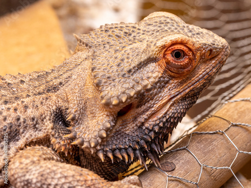 Close up in a bearded dragon  Pogona sp 