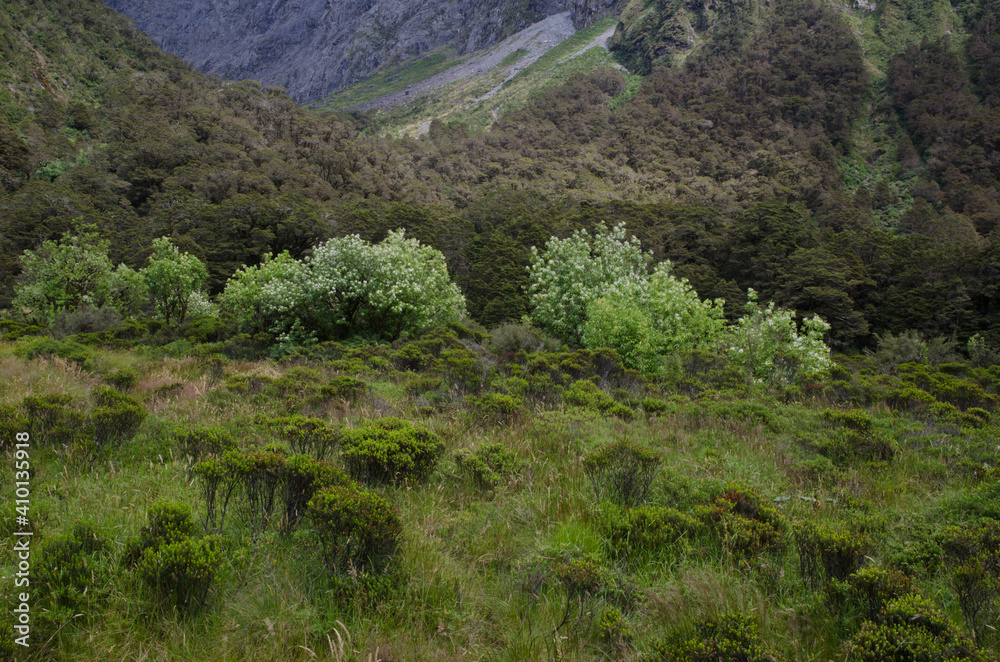 Fototapeta premium Landscape in Fiordland National Park. Southland. South Island. New Zealand.