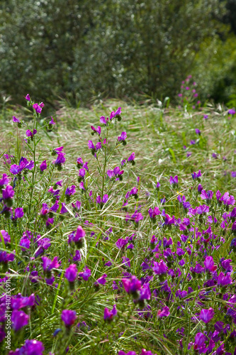 Viborera, Parque Natural Sierra de Andújar, Jaen, Andalucía, España photo