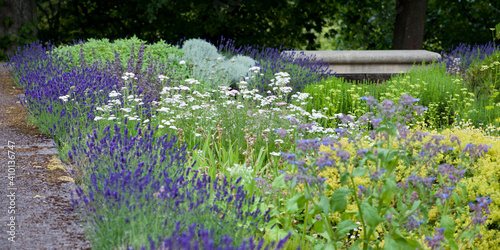 Edible and Medicinal garden with blooming lavender - old style sandstone architecture in the background.