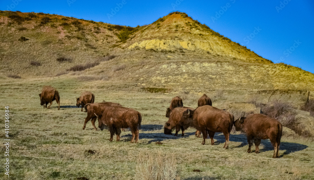The American bison or buffalo (Bison bison). The Theodore Roosevelt National Park, North Dakota