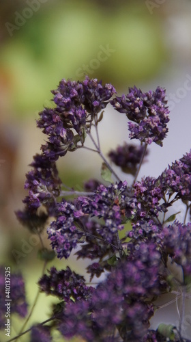 Wallpaper Mural dry flowers Torontodigital.ca