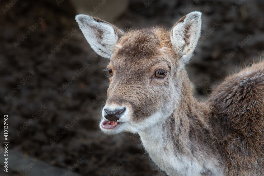 Fototapeta premium deer in the forest stag selective focus depth of field