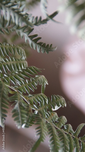 Wallpaper Mural fern leaves Torontodigital.ca