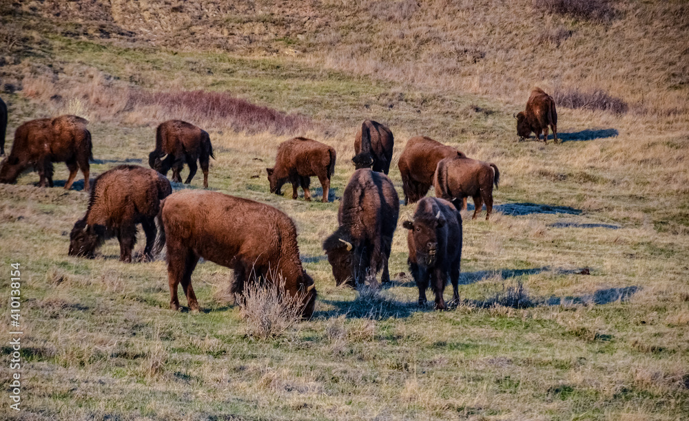 The American bison or buffalo (Bison bison). The Theodore Roosevelt National Park, North Dakota The American bison or buffalo (Bison bison). The Theodore Roosevelt National Park, North Dakota