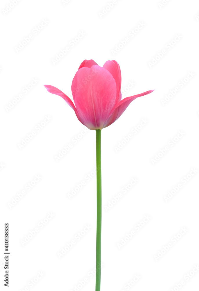 Tulip flower isolated on white background. Useful for beautiful floral design on holiday like 8 March (International Women day), Mother's day gift card, Easter or Wedding