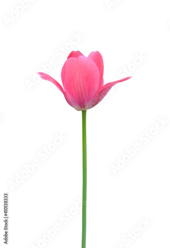 Tulip flower isolated on white background. Useful for beautiful floral design on holiday like 8 March  International Women day   Mother s day gift card  Easter or Wedding