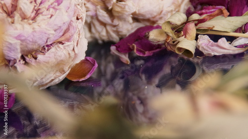 Wallpaper Mural dry flowers Torontodigital.ca