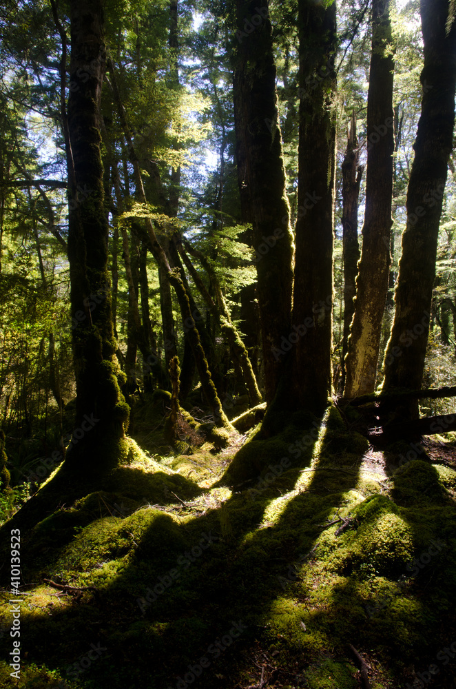 Obraz premium Rainforest in Fiordland National Park. Southland. South Island. New Zealand.