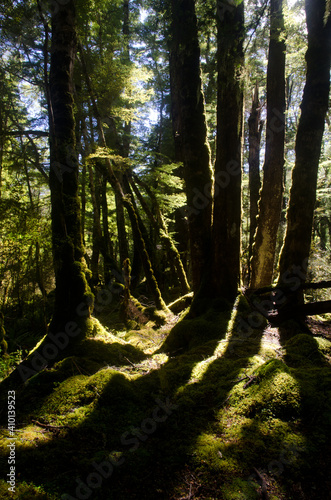 Fototapeta Naklejka Na Ścianę i Meble -  Rainforest in Fiordland National Park. Southland. South Island. New Zealand.