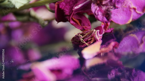 Wallpaper Mural dry flowers Torontodigital.ca