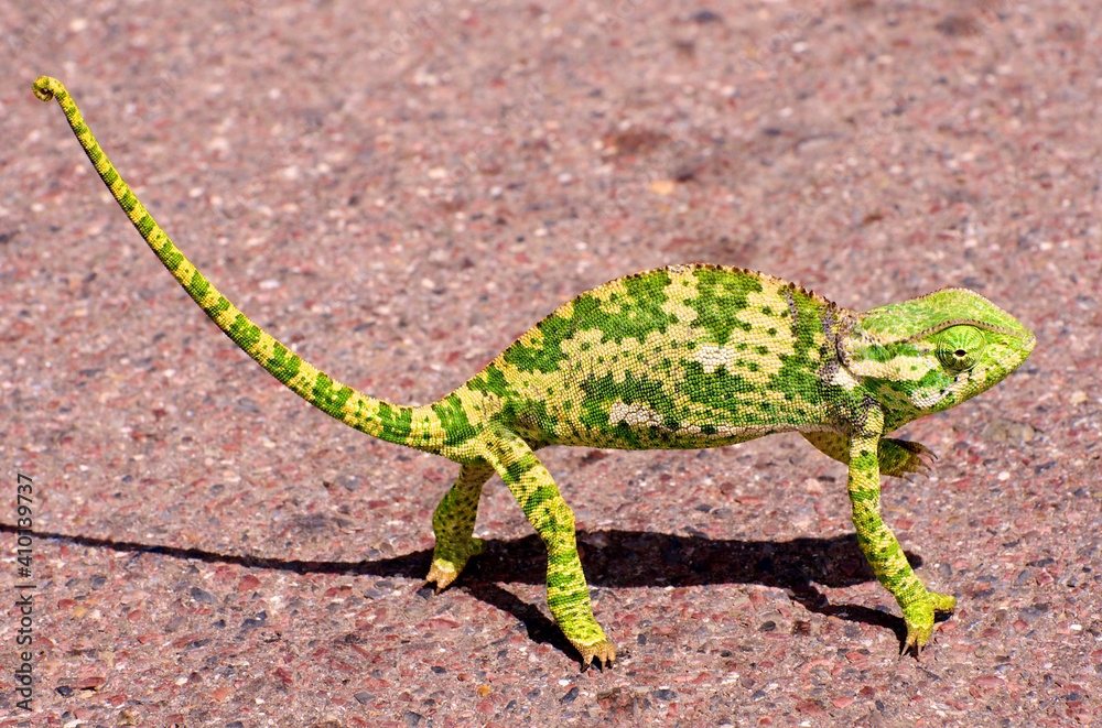 Naklejka premium Green Chameleon