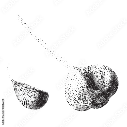 Garlic vector in dotted halftone and pointillism style. Fresh bio cloves of garlic Typical aromatic ingredient in the kitchen. Organic vegetables isolated on white background