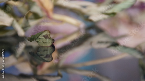 Wallpaper Mural dry flowers Torontodigital.ca