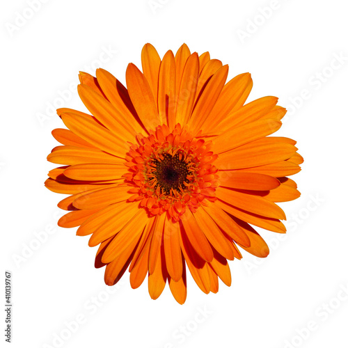 Beautifully blooming orange gerbera flowers isolated on white background. With clipping path