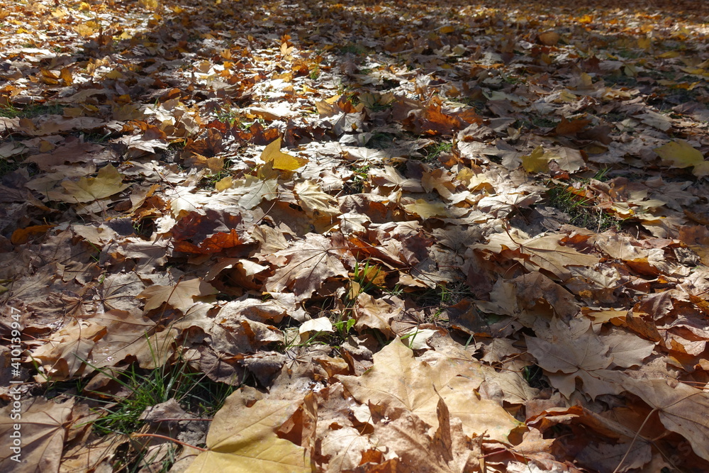 Dead leaves of maple on the ground in mid October Dead leaves of maple on the ground in mid October