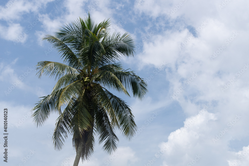 Obraz premium Coconut tree with blue sky