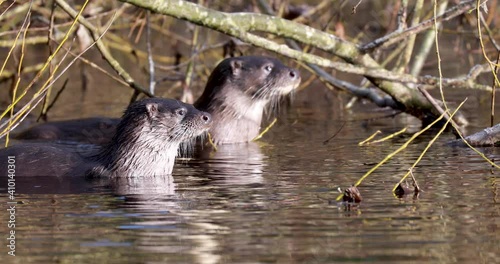 Euroasian otters, lutra lutra, eating, posing on a river during winter in scotland. 