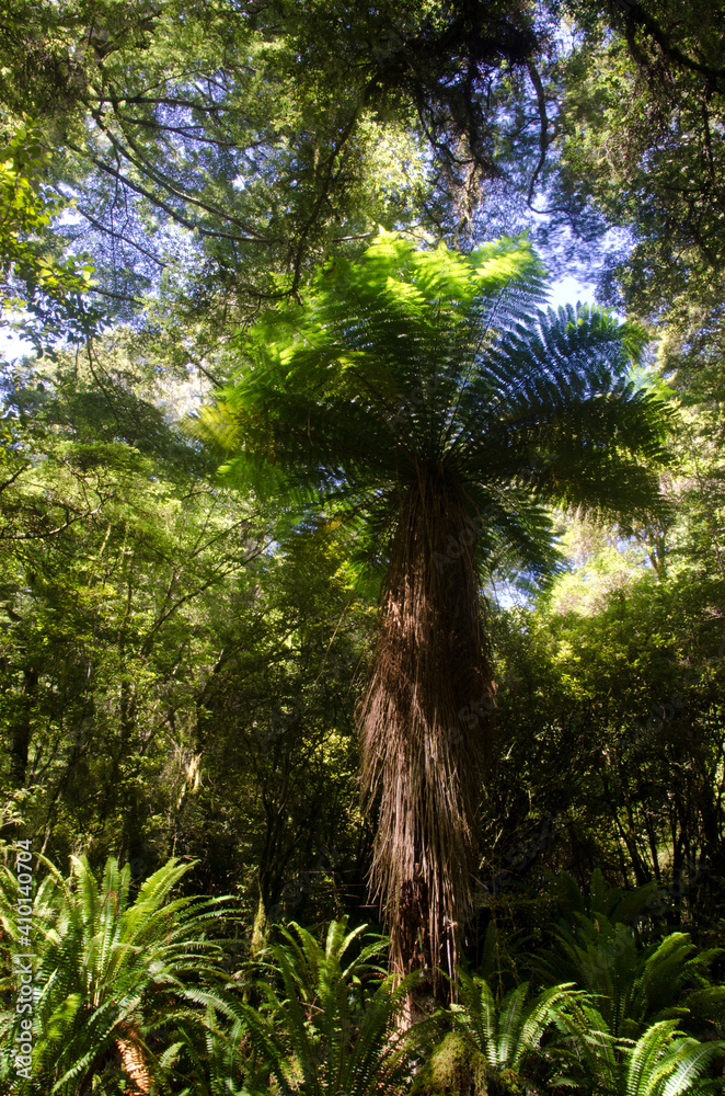 New Zealand tree fern Dicksonia squarrosa. Fiordland National Park. Southland. South Island. New Zealand. New Zealand tree fern Dicksonia squarrosa. Fiordland National Park. Southland. South Island. New Zealand.