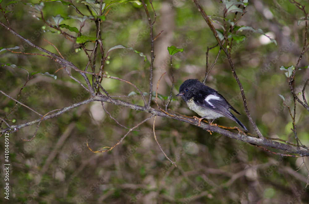 Obraz premium South Island tomtit Petroica macrocephala macrocephala. Male. Fiordland National Park. Southland. South Island. New Zealand.