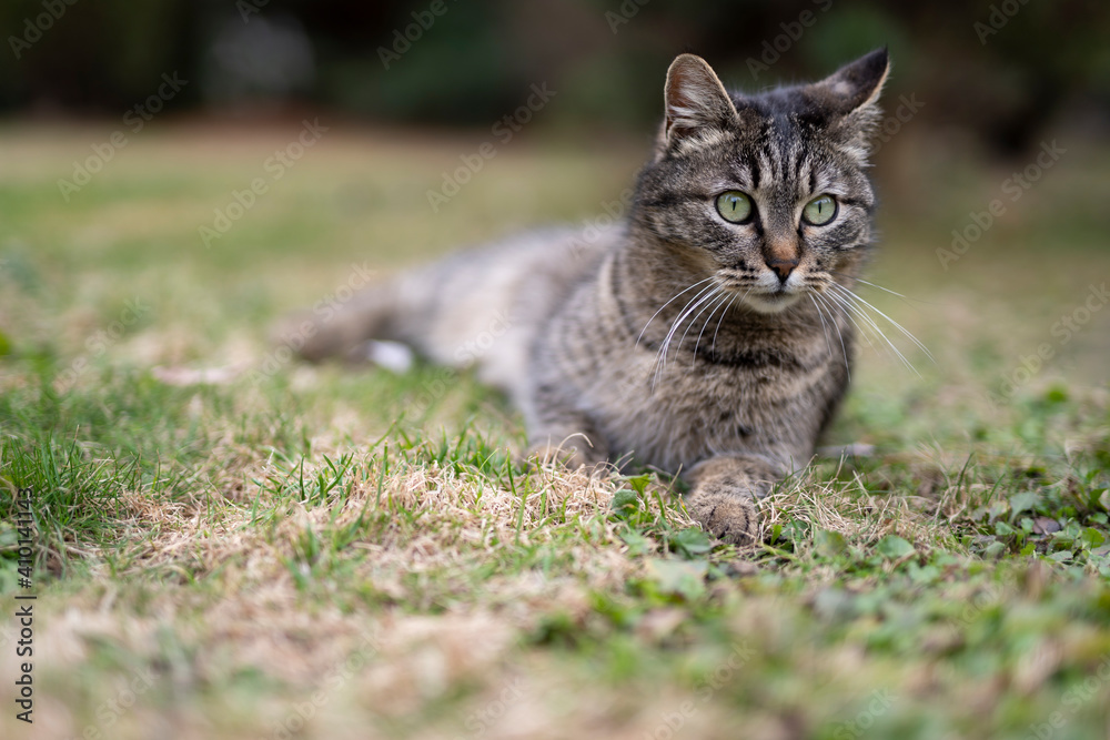 The cat is resting on the grass. Stroll. Homeless animals The cat is resting on the grass. Stroll. Homeless animals