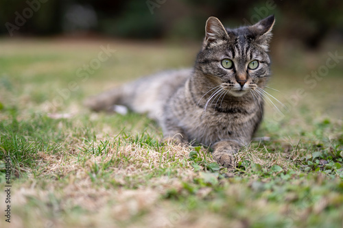 The cat is resting on the grass. Stroll. Homeless animals