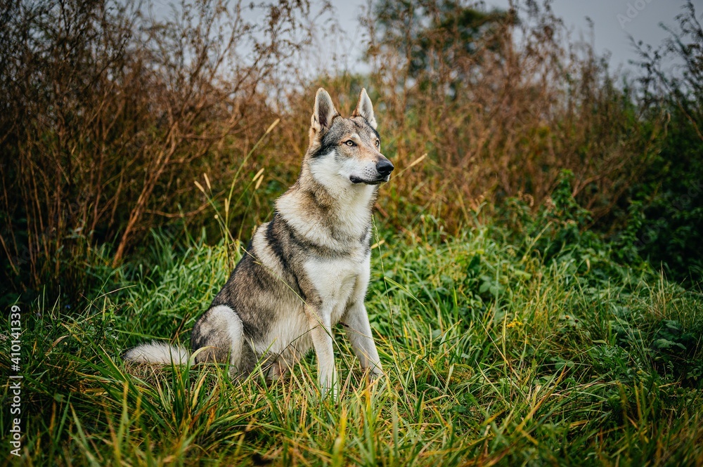 Czechoslovakian wolfdog Czechoslovakian wolfdog