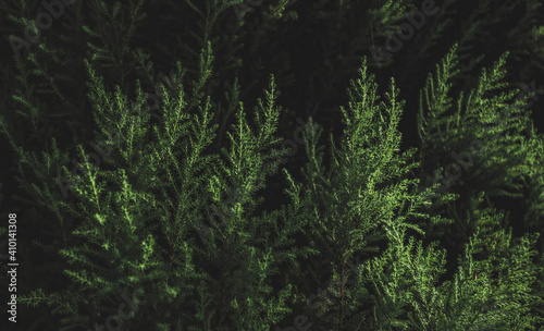 Pine leaf in dark blue tone for background