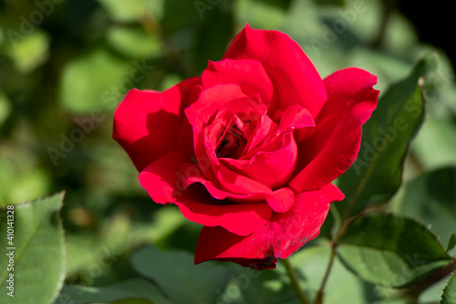 Red color rose flower on green leaf background © bankrx