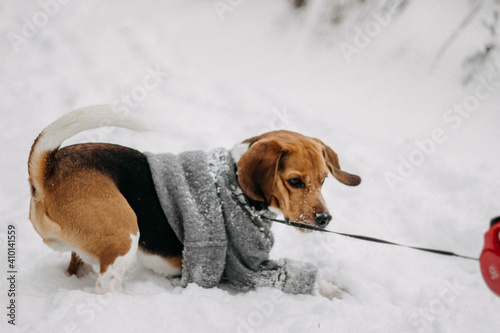 Fototapeta Naklejka Na Ścianę i Meble -  dog in winter