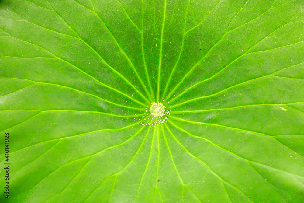 Lotus leaf texture close up Lotus leaf texture close up
