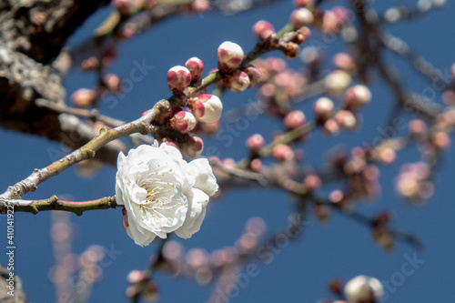 Ume blossom  Japanese plum 